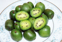 Kiwi, Mini
