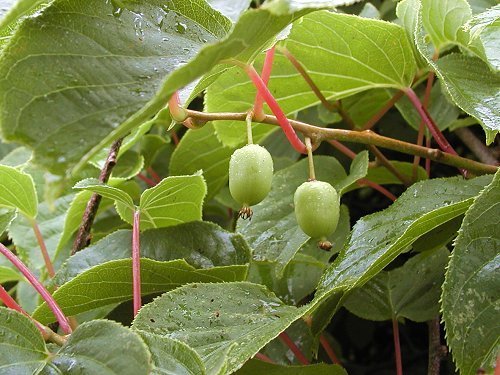 Kiwi, Mini