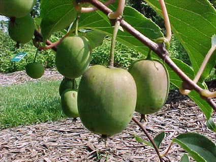 Kiwi, Mini