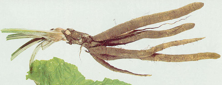 Kliswortel 'Mitoyo Shirohada' / 'Takinogawa Long' / 'Chi'
