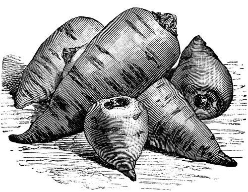 Knolkervel