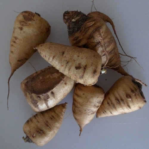 Knolkervel 'Altan' / 'Delta'
