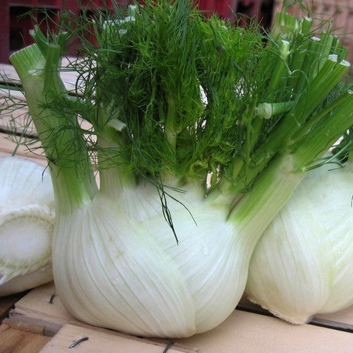 Fennel 'Dragon' F1