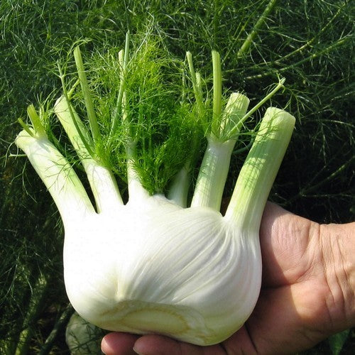 Fennel 'Dragon' F1