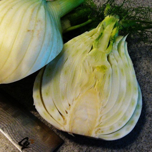 Knolvenkel 'Zefa Fino'