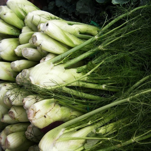 Knolvenkel 'Zefa Fino'