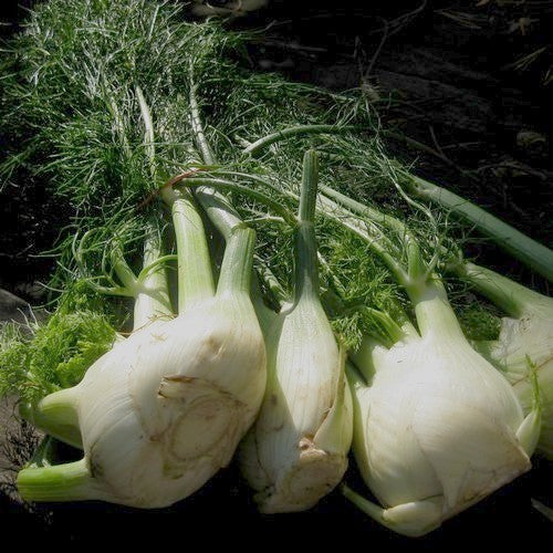Knolvenkel 'Perfection' / 'Géant Mammouth Perfection'