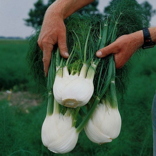 Knolvenkel 'Perfection' / 'Géant Mammouth Perfection'