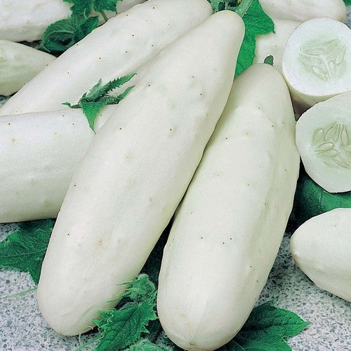 White Cucumber 'White Skin' F1 / 'F-3109' F1