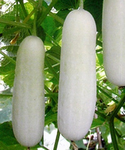White Cucumber 'White Skin' F1 / 'F-3109' F1