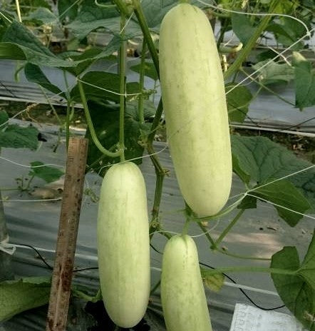 White Cucumber 'White Skin' F1 / 'F-3109' F1