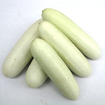 White Cucumber 'White Skin' F1 / 'F-3109' F1