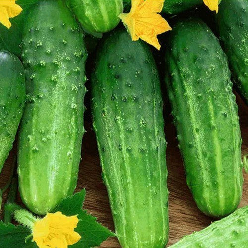 Komkommer 'Delikatess'