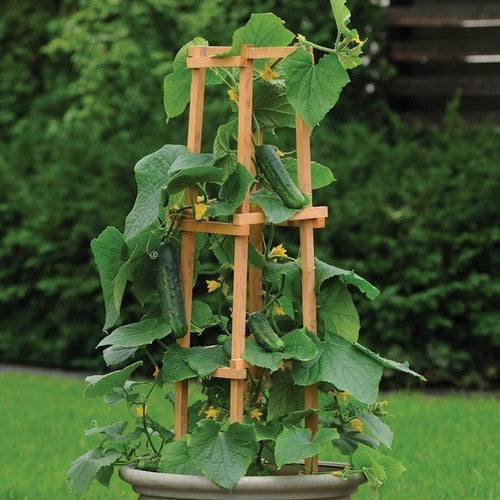 Cucumber 'Pot Luck' F1 / 'Patio Snacker' F1