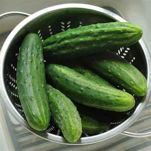 Cucumber 'Pot Luck' F1 / 'Patio Snacker' F1