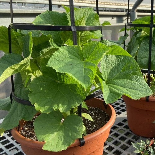 Cucumber 'Pot Luck' F1 / 'Patio Snacker' F1