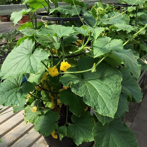 Cucumber 'Pot Luck' F1 / 'Patio Snacker' F1