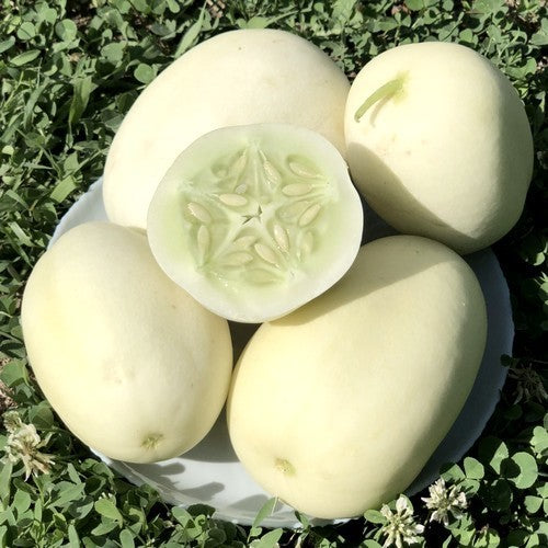 Komkommer 'Dragon'S Egg''