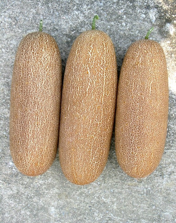 Sikkim Cucumber 'Golden Sister' F1