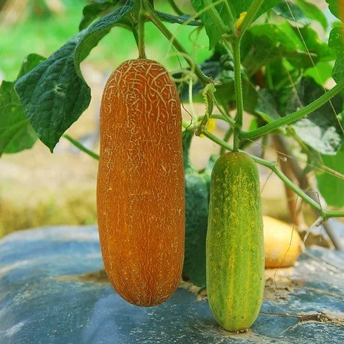 Sikkim Cucumber 'Golden Sister' F1