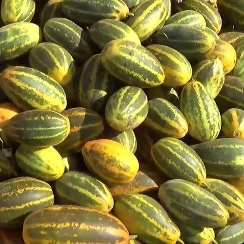 Curry Cucumber 'Burpees Prolific' F1