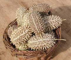 Rhinokomkommer 'Hedgehog'