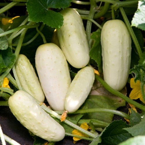 Komkommer 'Salt and Pepper'