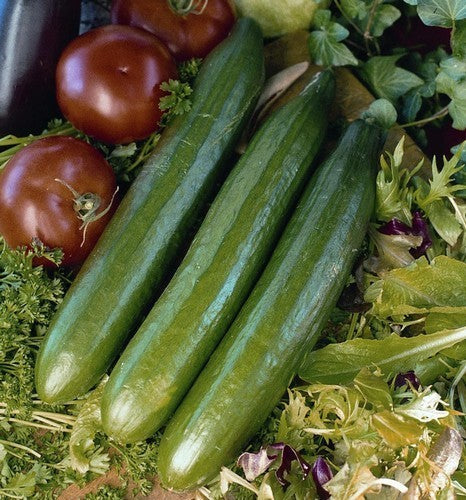 Cucumber 'Telegraph Improved'
