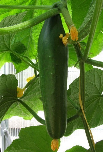 Cucumber 'Telegraph Improved'