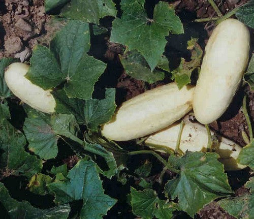 Komkommer 'White Wonder' / 'Mezzo Lungo Blanco' / 'Bianco Lu'