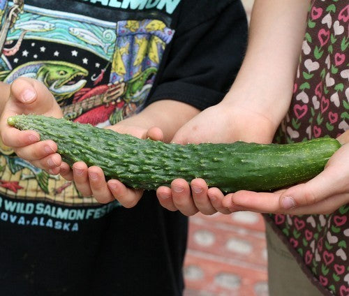 Cucumber 'Lange Chinese Slangen' / 'Longa Da China'