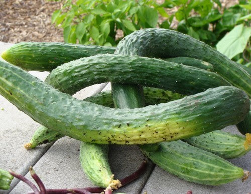 Cucumber 'Lange Chinese Slangen' / 'Longa Da China'