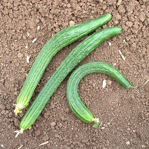 Cucumber 'Lange Chinese Slangen' / 'Longa Da China'