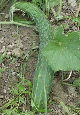 Cucumber 'Lange Chinese Slangen' / 'Longa Da China'