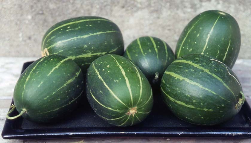 Ornamental Gourd 'Green Grenade'