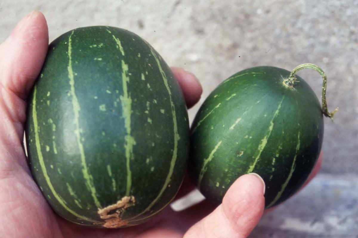Ornamental Gourd 'Green Grenade'