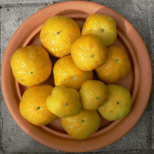 Appelkomkommer 'Crystal Apple' / 'Lemon'