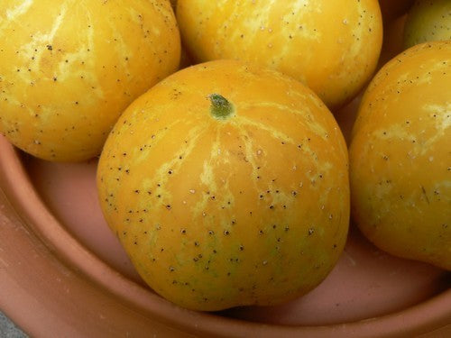 Appelkomkommer 'Crystal Apple' / 'Lemon'