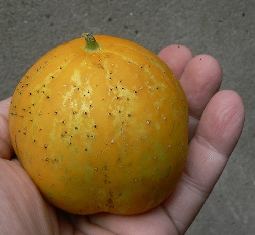 Appelkomkommer 'Crystal Apple' / 'Lemon'