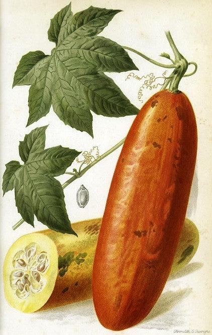 Regenboogkomkommer 'Cassabanana'