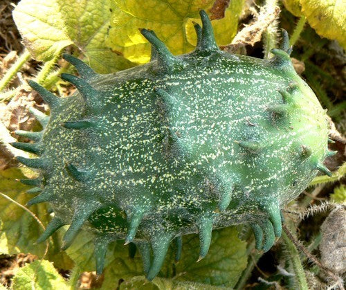 Cactus cucumber