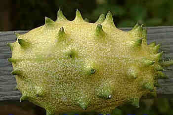 Cactus cucumber