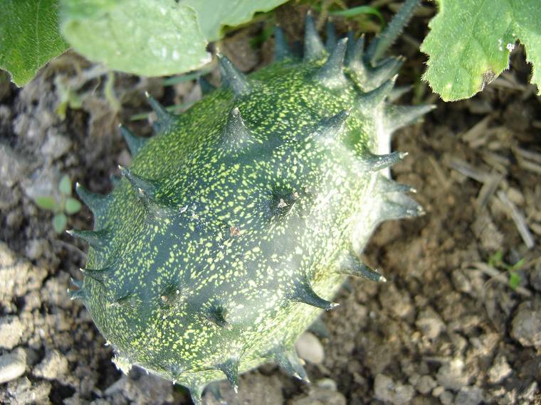 Cactus cucumber