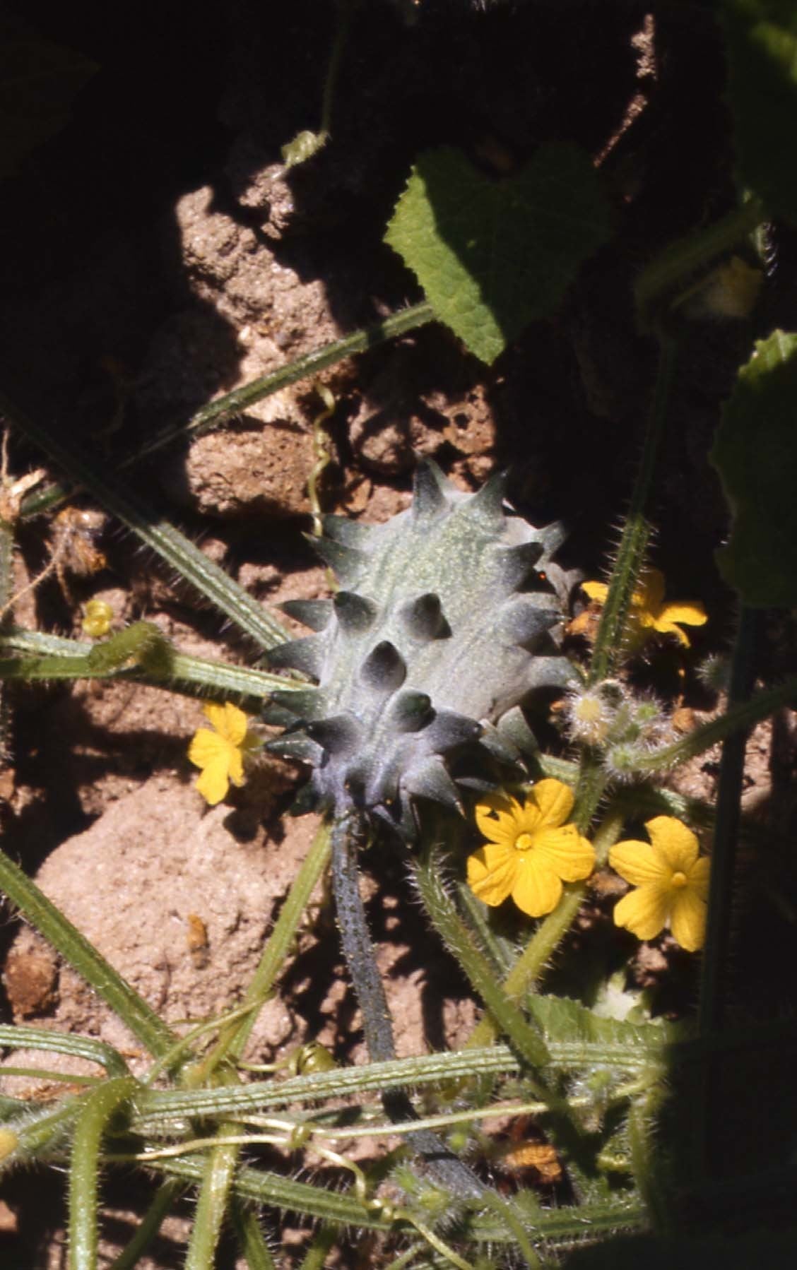 Cactus cucumber