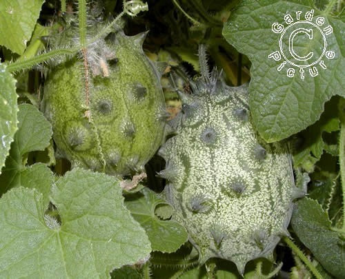 Cactus cucumber