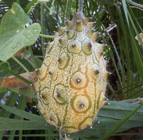 Cactus cucumber