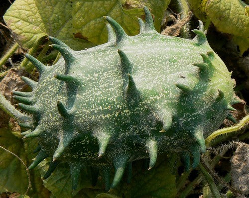 Cactus cucumber