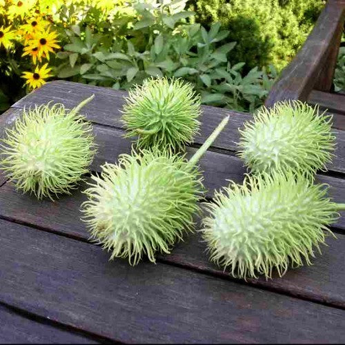 Cucumber chestnut