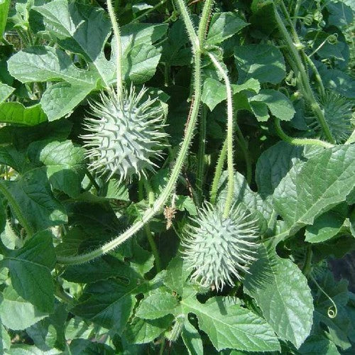Cucumber chestnut
