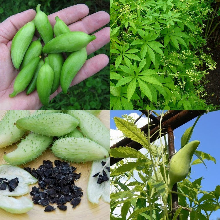 Olive cucumber